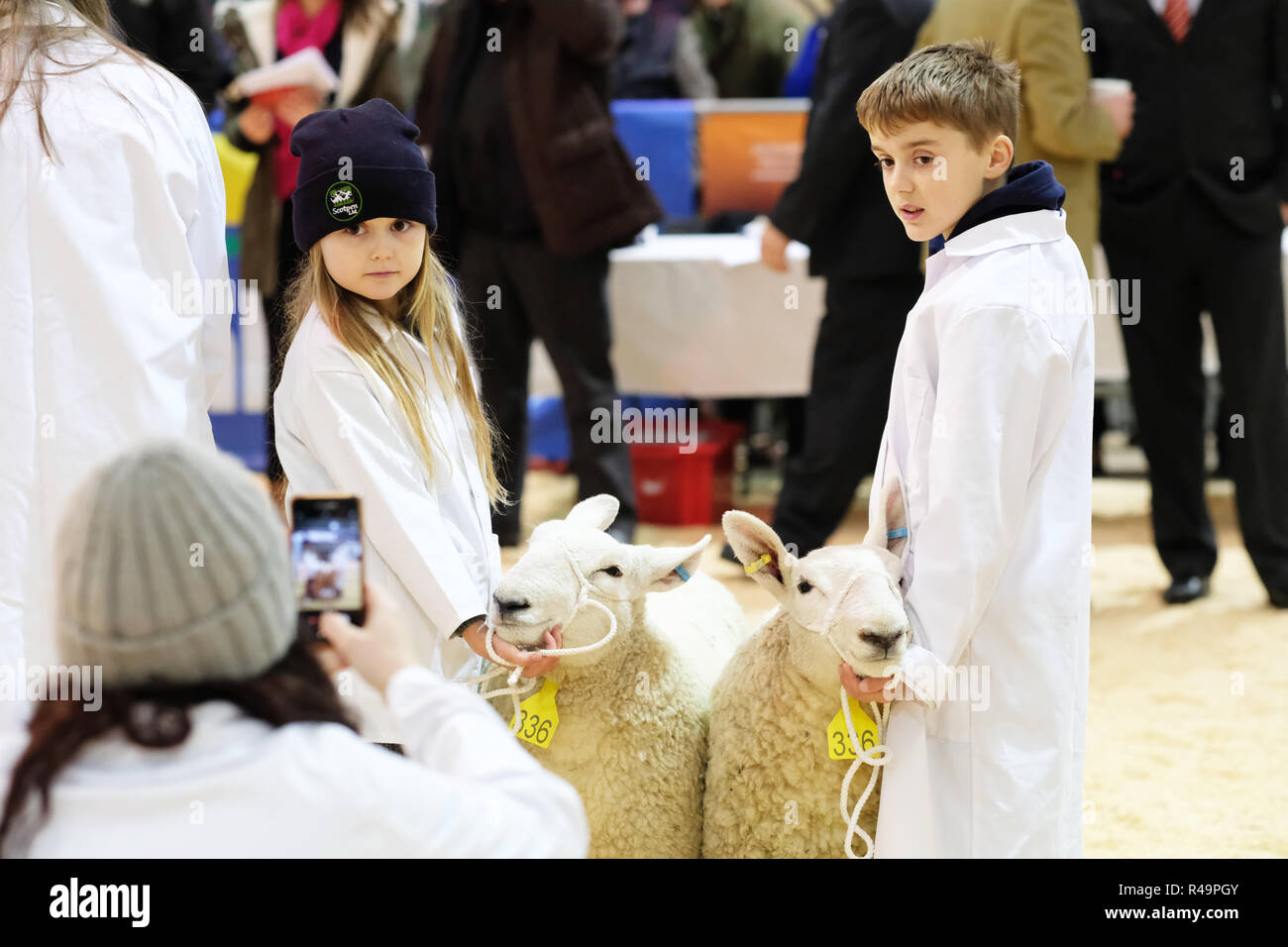 Royal Welsh Showground, Builth Wells, Powys, Wales, UK - Winter Fair - Lundi 26 novembre 2018 - Les jeunes chiens montrent leur pays du Nord au cours de l'agneaux Cheviot Hill indigènes des hautes terres et la concurrence des races - agneau gallois les agriculteurs à faire face à une période d'incertitude au cours de la processus Brexit avec beaucoup du produit exporté - Photo Steven Mai / Alamy Live News Banque D'Images