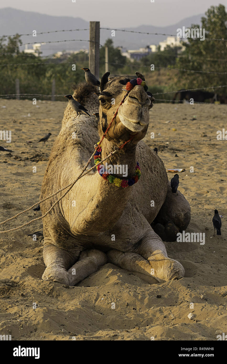 La ville d'Ajmer, Rajasthan, Inde. 8 juillet, 2018. Un chameau vu reposant à l'arène au cours de la foire de chameau.Tenue chaque année en novembre au moment de la pleine lune de Kartik Purnima, Pushkar Camel Fair est une des plus expériences de voyages, un spectacle sur une échelle épique, attirant des milliers de chameaux et visité par des milliers de personnes au cours d'une période d'environ 14 jours. Credit : Enzo Tomasiello SOPA/Images/ZUMA/Alamy Fil Live News Banque D'Images