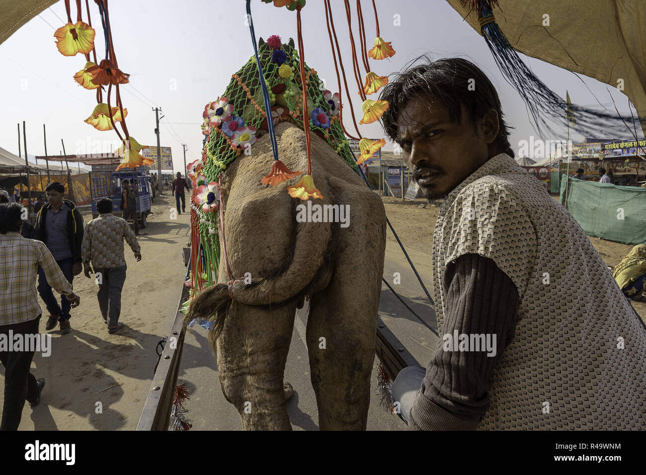 La ville d'Ajmer, Rajasthan, Inde. 6 juillet, 2018. Un chameau rider vu opérant sur son panier pendant la foire de chameau.Tenue chaque année en novembre au moment de la pleine lune de Kartik Purnima, Pushkar Camel Fair est une des plus expériences de voyages, un spectacle sur une échelle épique, attirant des milliers de chameaux et visité par des milliers de personnes au cours d'une période d'environ 14 jours. Credit : Enzo Tomasiello SOPA/Images/ZUMA/Alamy Fil Live News Banque D'Images