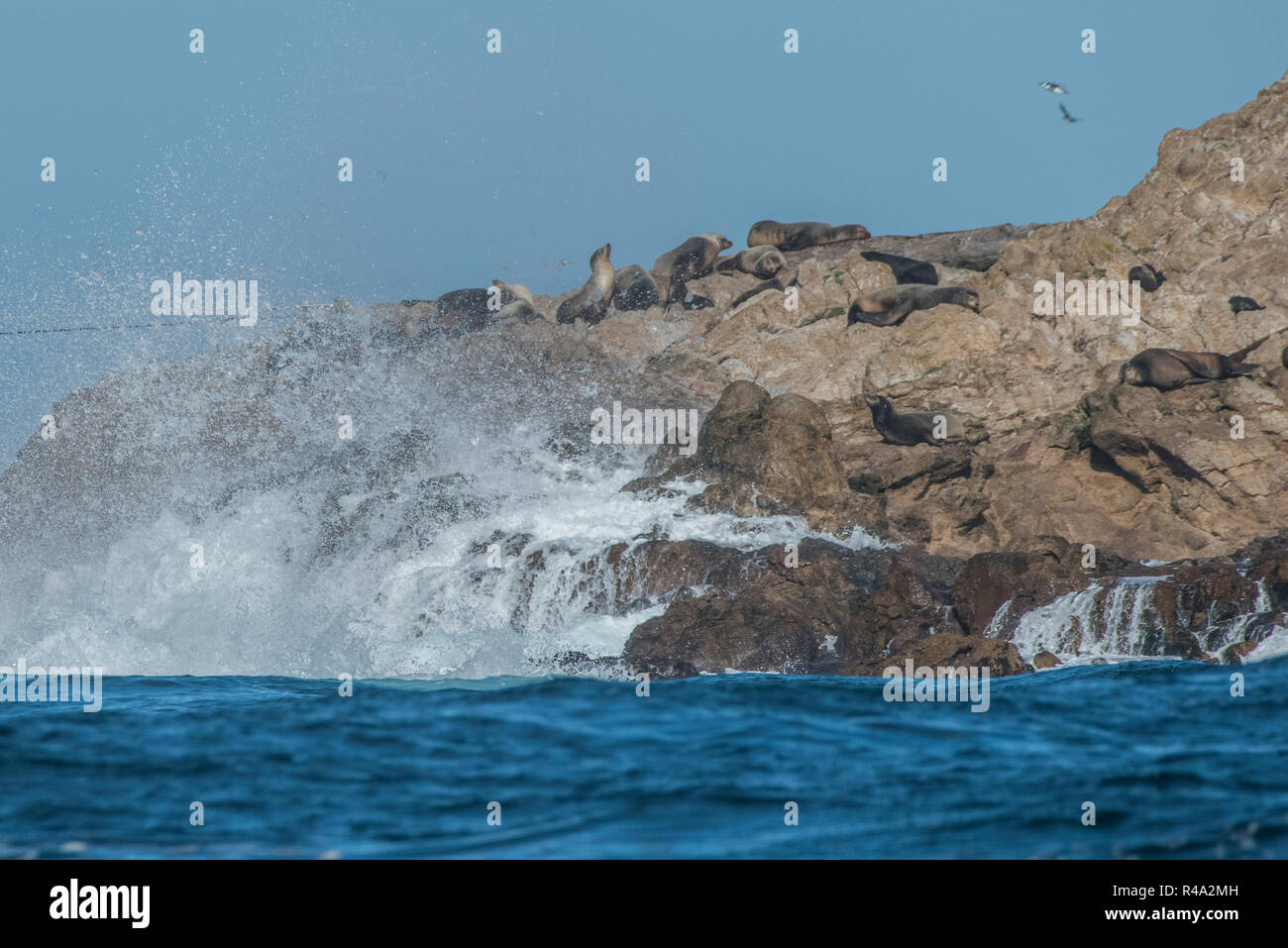 Une colonie de lion de mer à l'îles Farallon, en Californie. Banque D'Images