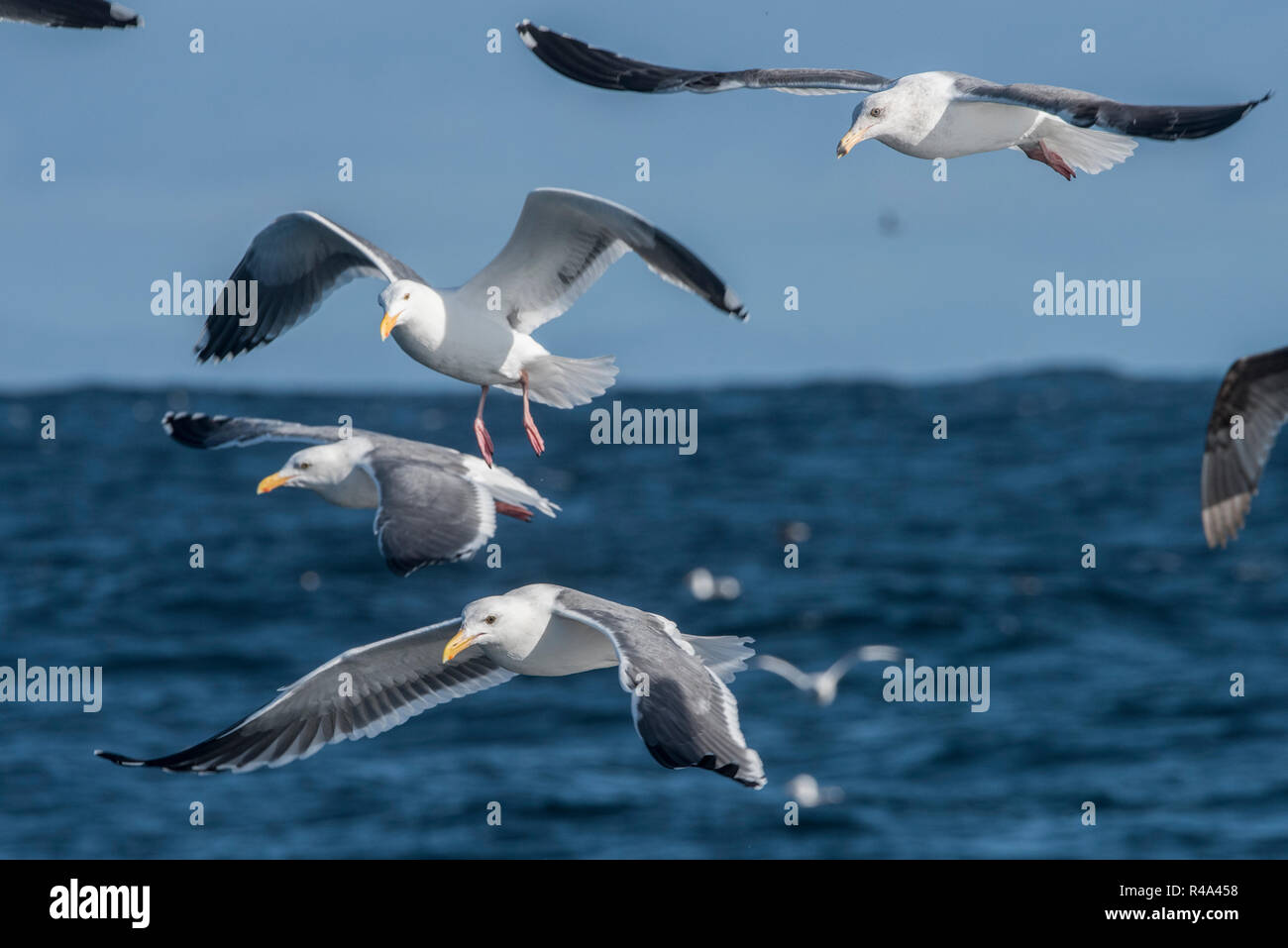 A Flock of seagulls, plus précisément le western Gull (Larus occidentalis) feeding out en plein océan au large de la Californie. Banque D'Images