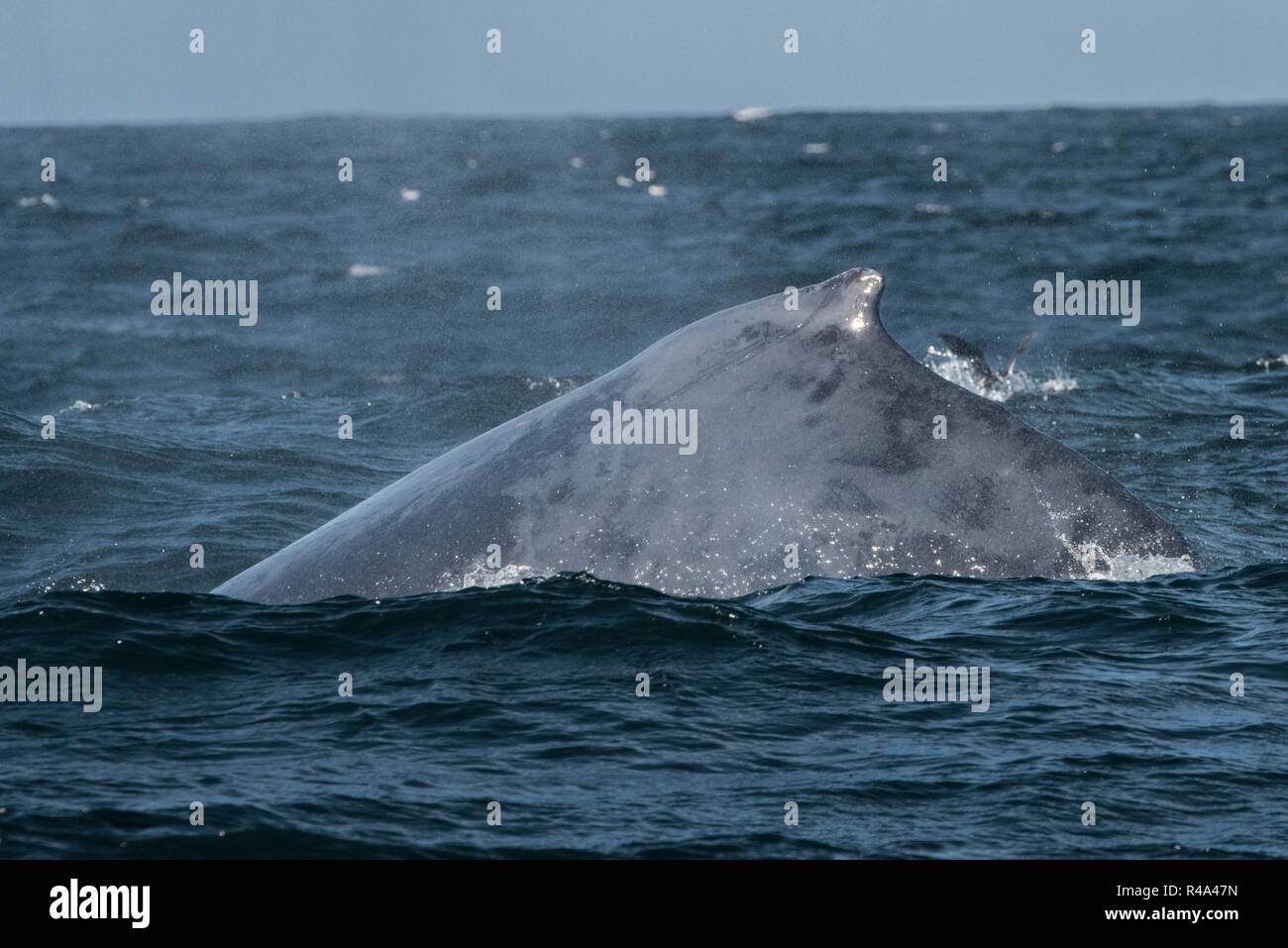 Une baleine à bosse brièvement des surfaces dans l'îles Farallon National Marine Sanctuary au large de la côte de San Francisco. Banque D'Images