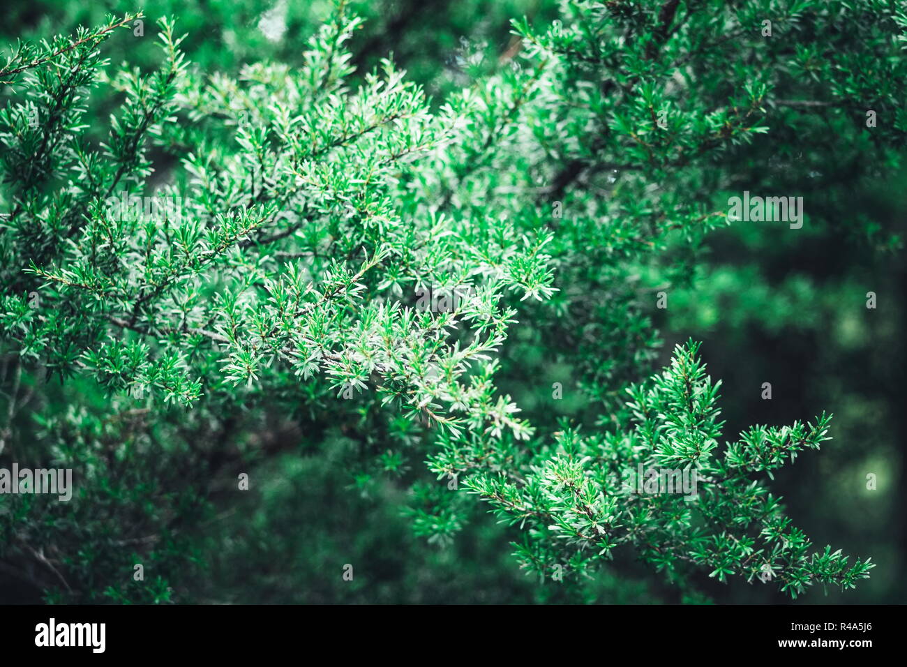 Close up image d'un arbre de Manuka, également connu sous le nom de l'arbre de thé de Nouvelle-zélande Leptospermum scoparium. Banque D'Images