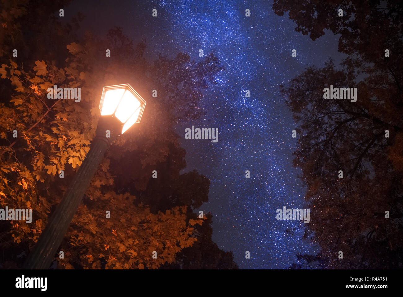 Les arbres d'automne contre le ciel de nuit. Banque D'Images