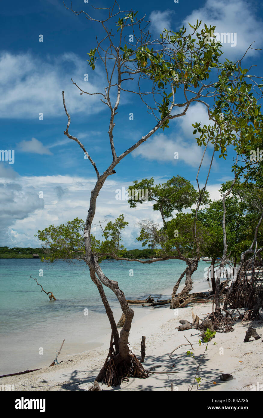 Vue verticale d'un arbre sur la plage de Playa Azul (bleu) : une plage privée tranquille, une partie de l'île Rosario Islands. Près de Cartagena de Indias, Colombie Banque D'Images