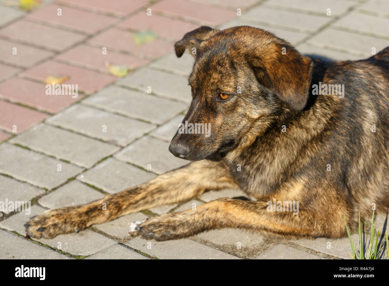 Brown Poilu Mignon Chien Bâtard Est Assis Sur Le Trottoir