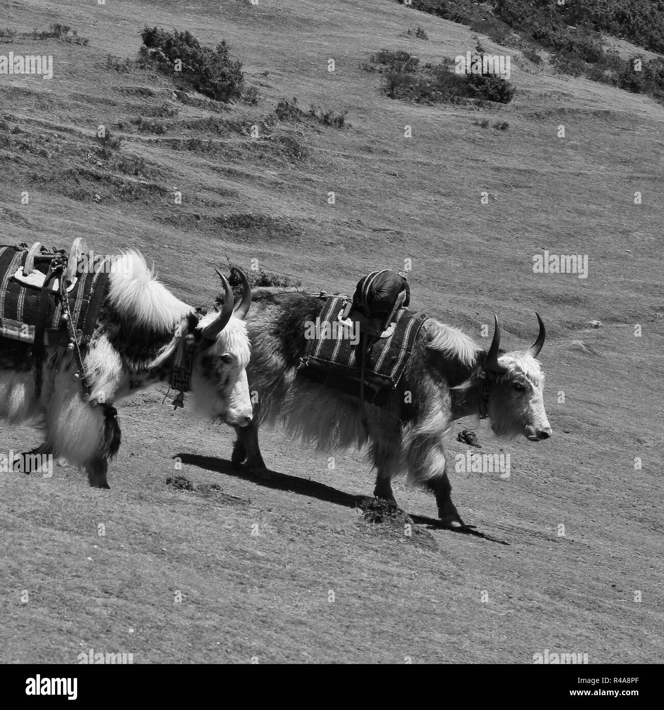 Les yacks près de Namche Bazar. Parc national du mont Everest, Népal. Banque D'Images