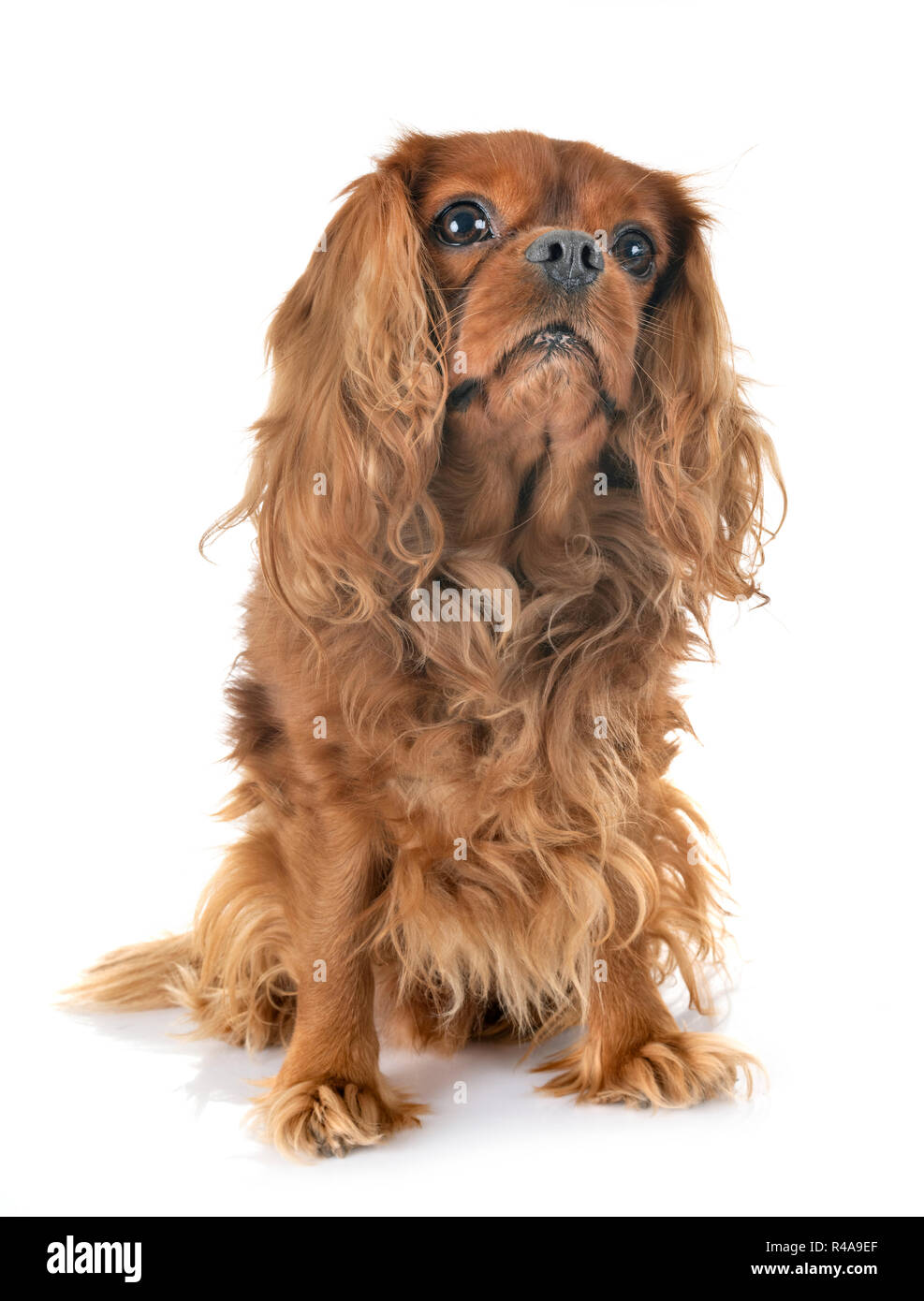 Cavalier King Charles in front of white background Banque D'Images