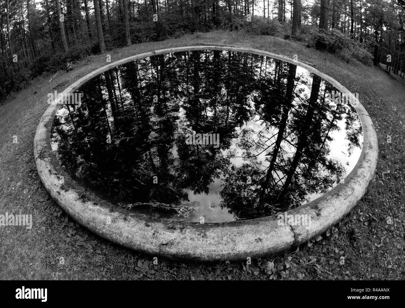 Belle réflexion magique des arbres dans la forêt intérieure. La photographie en noir et blanc, objectif fisheye. Banque D'Images
