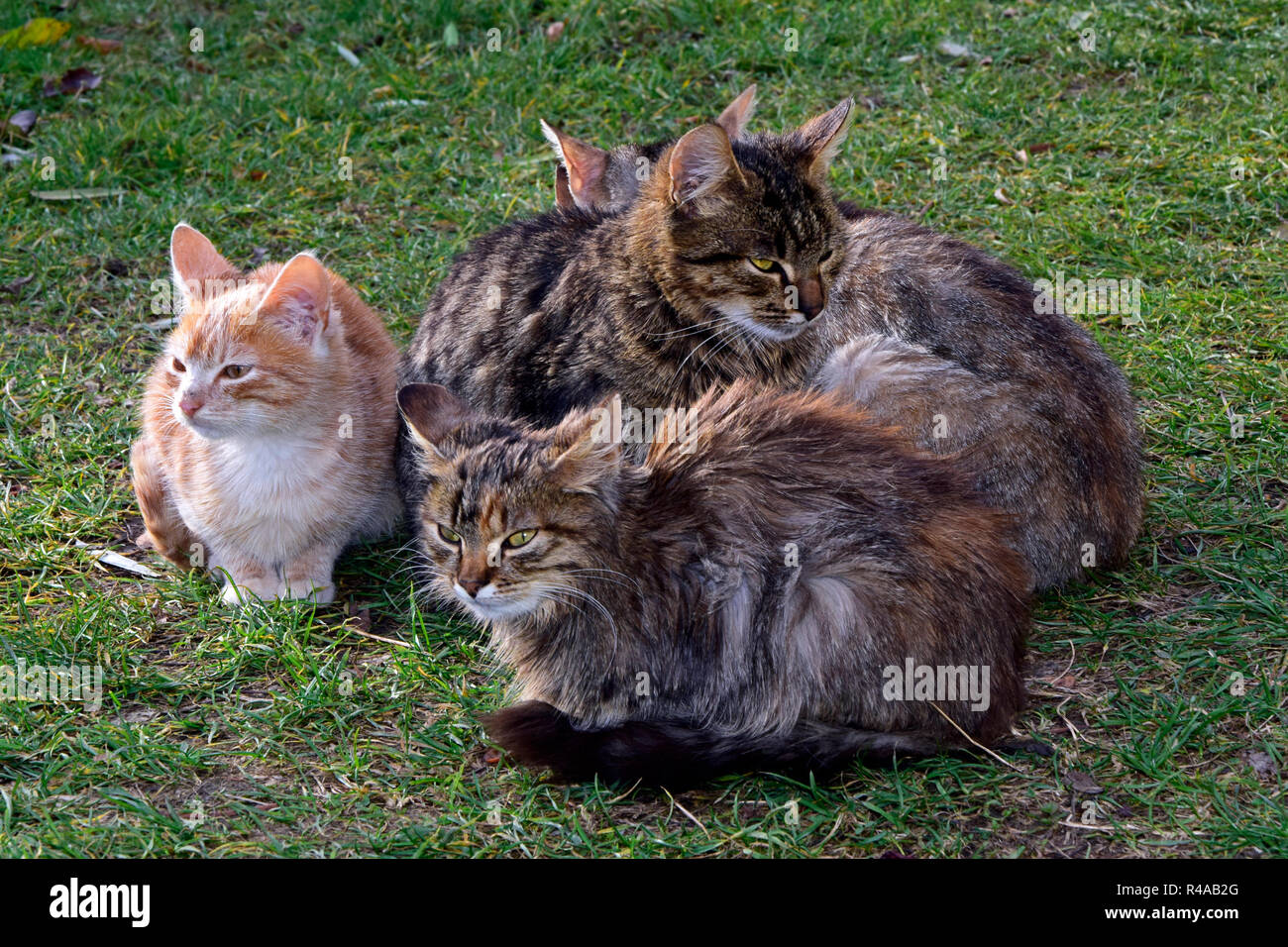 Vue en gros plan sur un groupe de chatons gris et orange assis sur turfy sol Banque D'Images