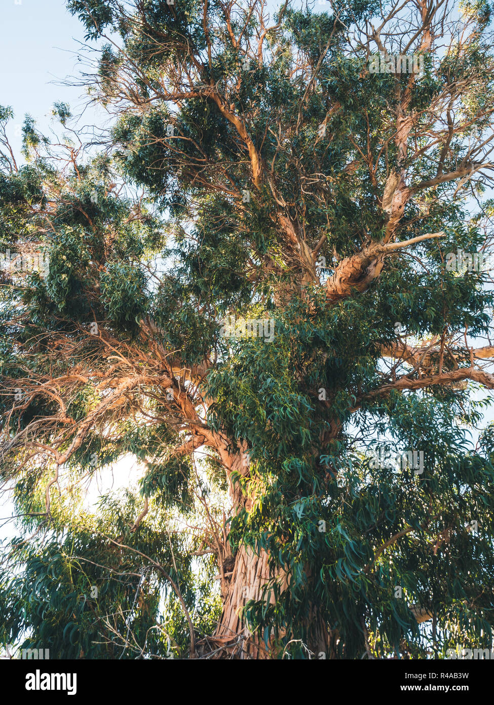 Eucalyptus monumentale à Molina de Segura Banque D'Images