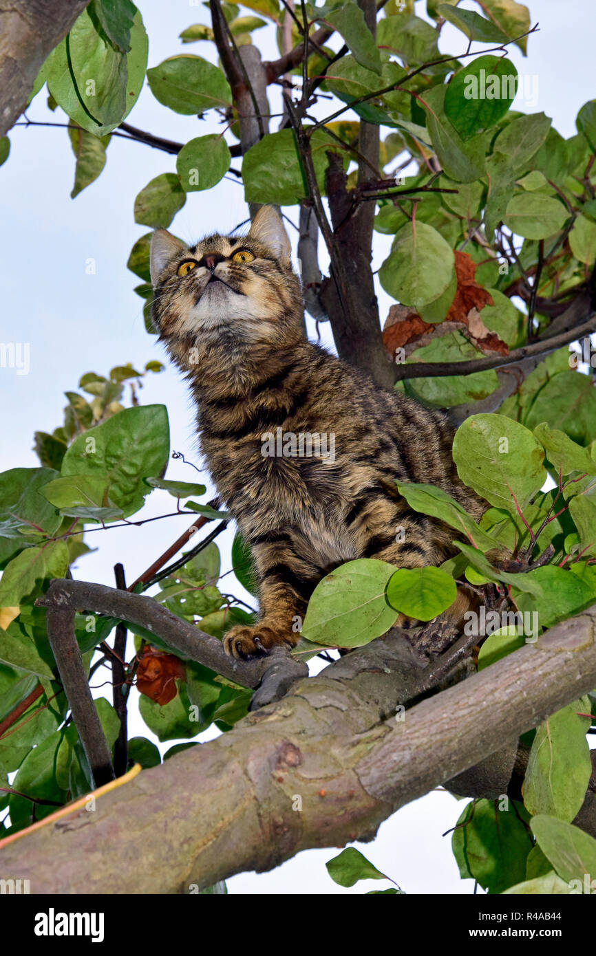 Vue rapprochée sur un gris à rayures tabby kitten assis dans un arbre et de l'état fixant intensément Banque D'Images