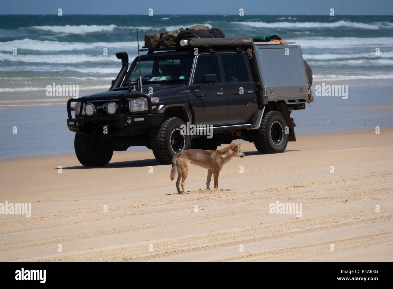 Dingo (Canis lupus dingo) sur Beach sur l'île Fraser, de l'Australie avec le véhicule en arrière-plan Banque D'Images
