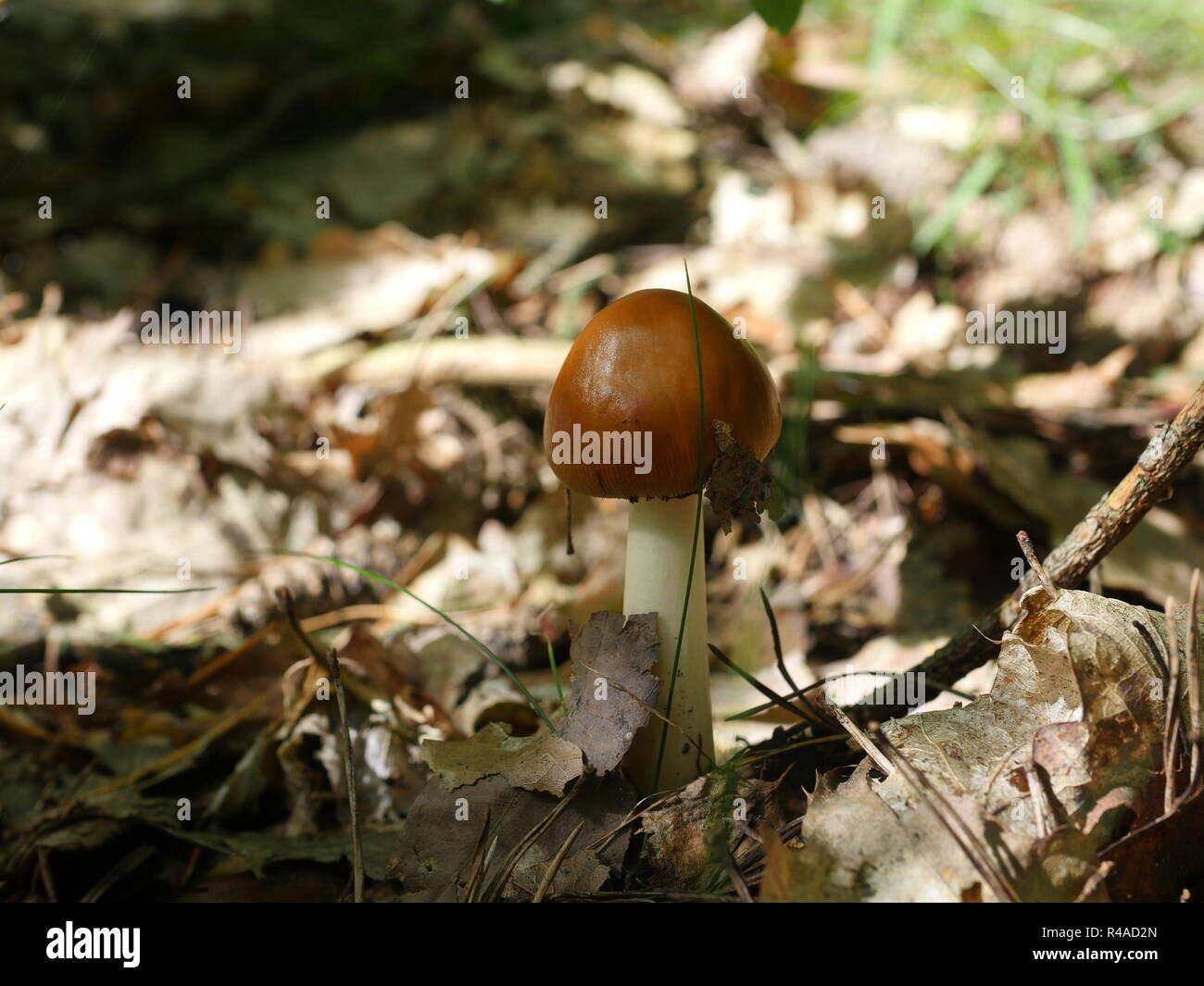 Toadstool en forêt amanita fulva Banque D'Images