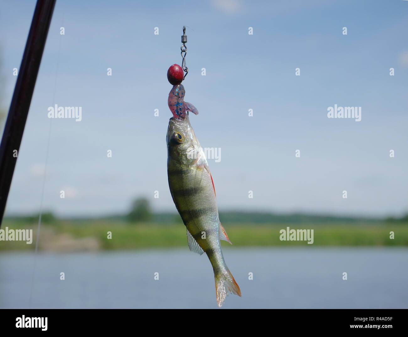 Percher sur canne à pêche sur le lac background Banque D'Images