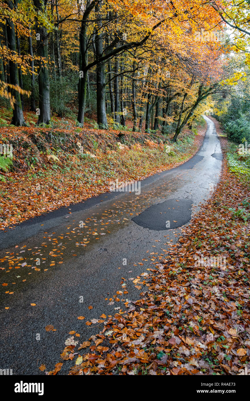 La route goudronnée à travers une forêt d'automne. Banque D'Images