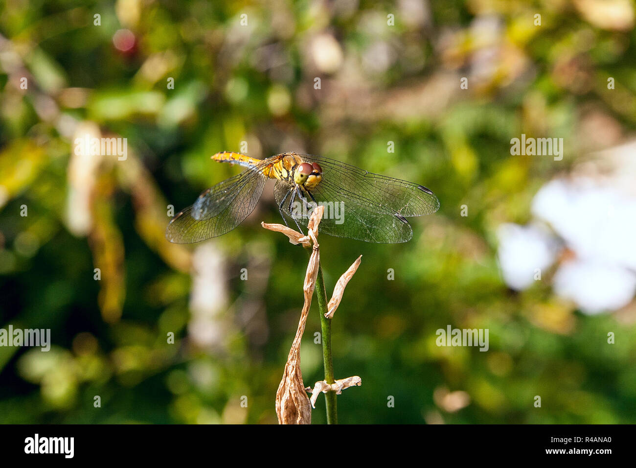 Libellule assis sur la branche sèche. Belle libellule Sympetrum ou dragonfly (Sympetrum flaveolum) dans la nature de l'habitat. Insectes du centre Nice Amer Banque D'Images