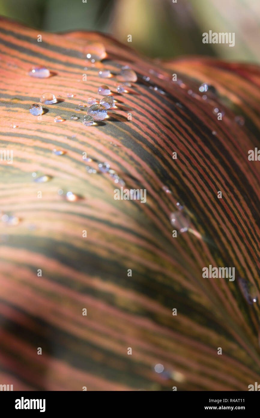 Un grand stripy palnt feuilles couvertes dans la rosée avec des gouttes d'eau qui reflète la lumière du soleil sur la surface des feuilles. Banque D'Images