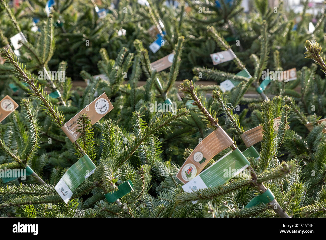Des arbres de Noël empilés dans un magasin pour la vente au public. Banque D'Images