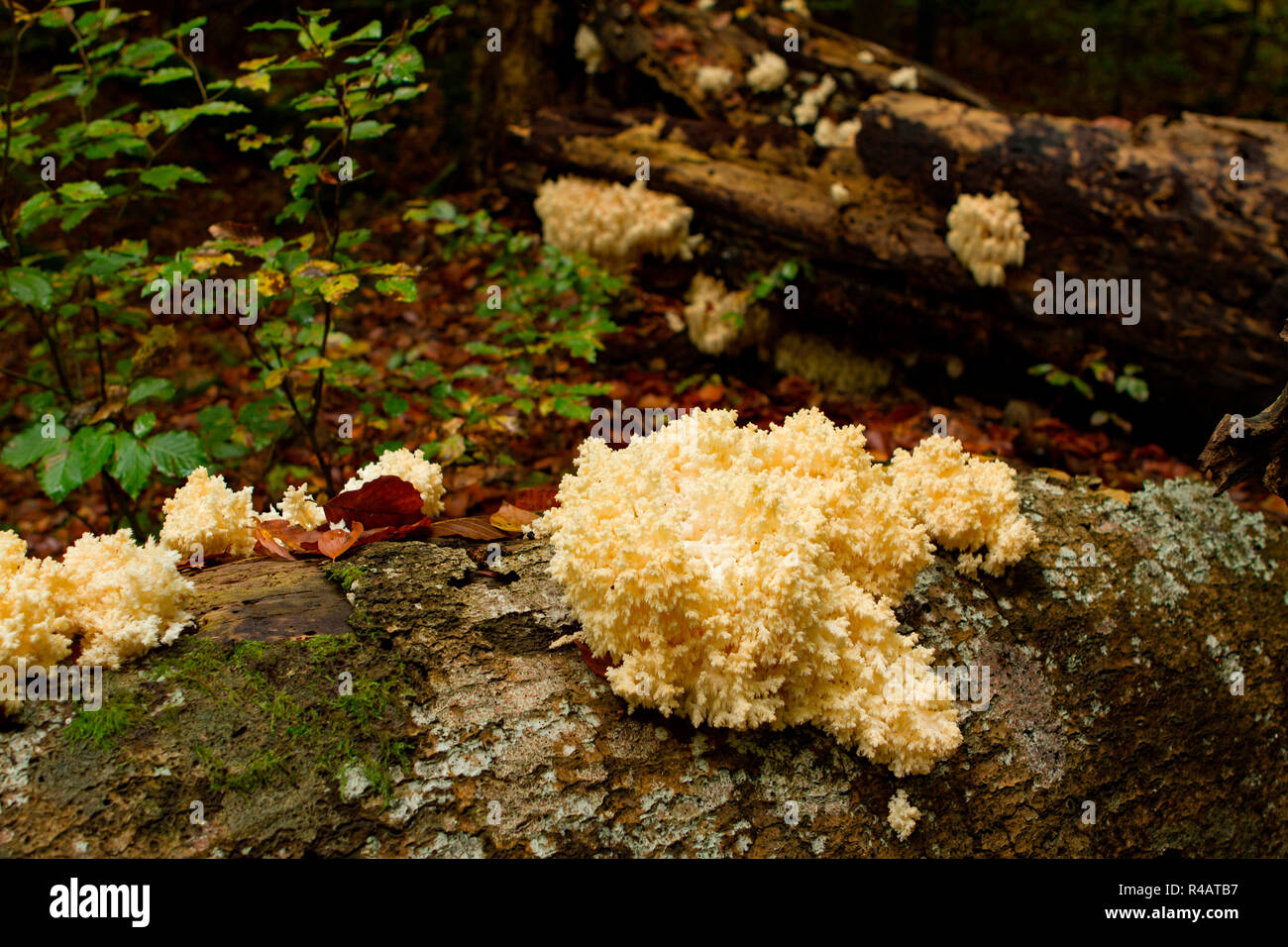 Dent de corail champignon, (Hericium coralloides) Banque D'Images