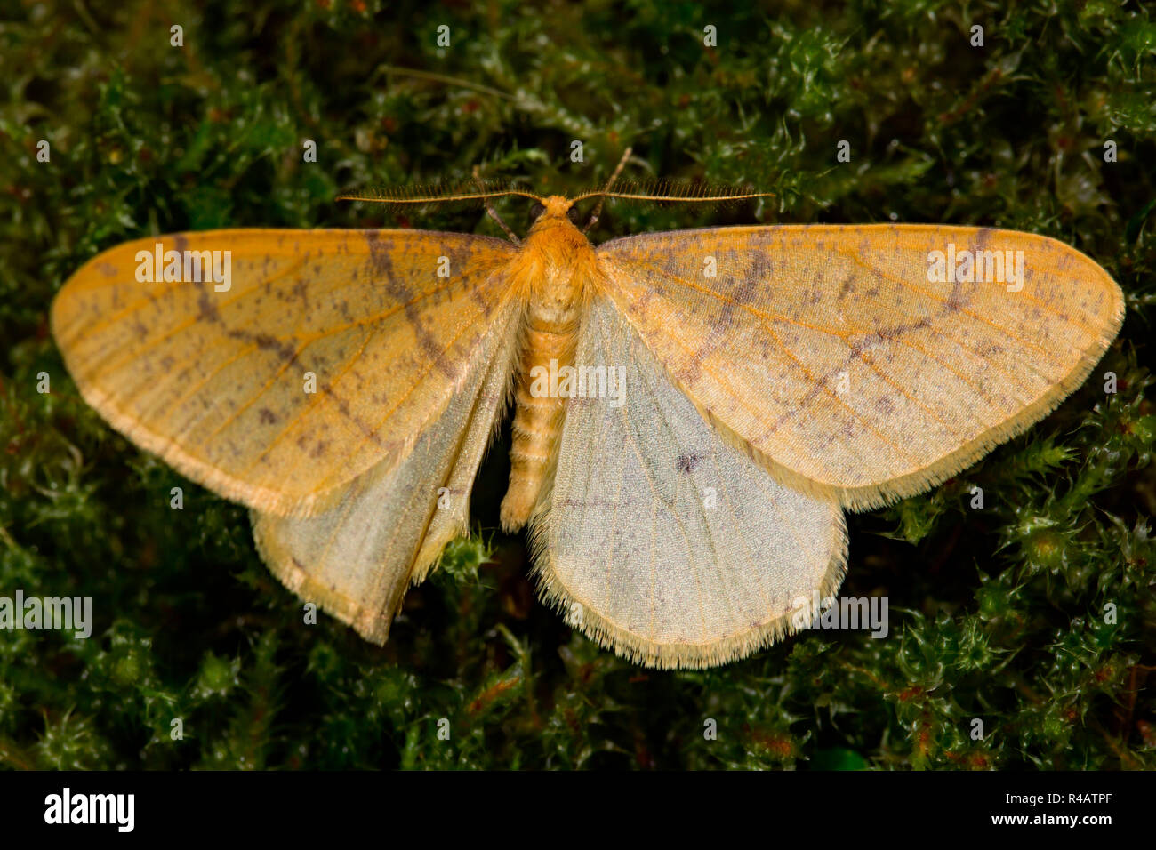 Terre d'espèce rare, (Agriopis aurantiaria) Banque D'Images