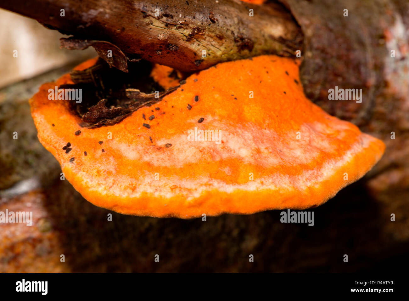 Le cinabre polypore, (Pycnoporus cinnabarinus) Banque D'Images