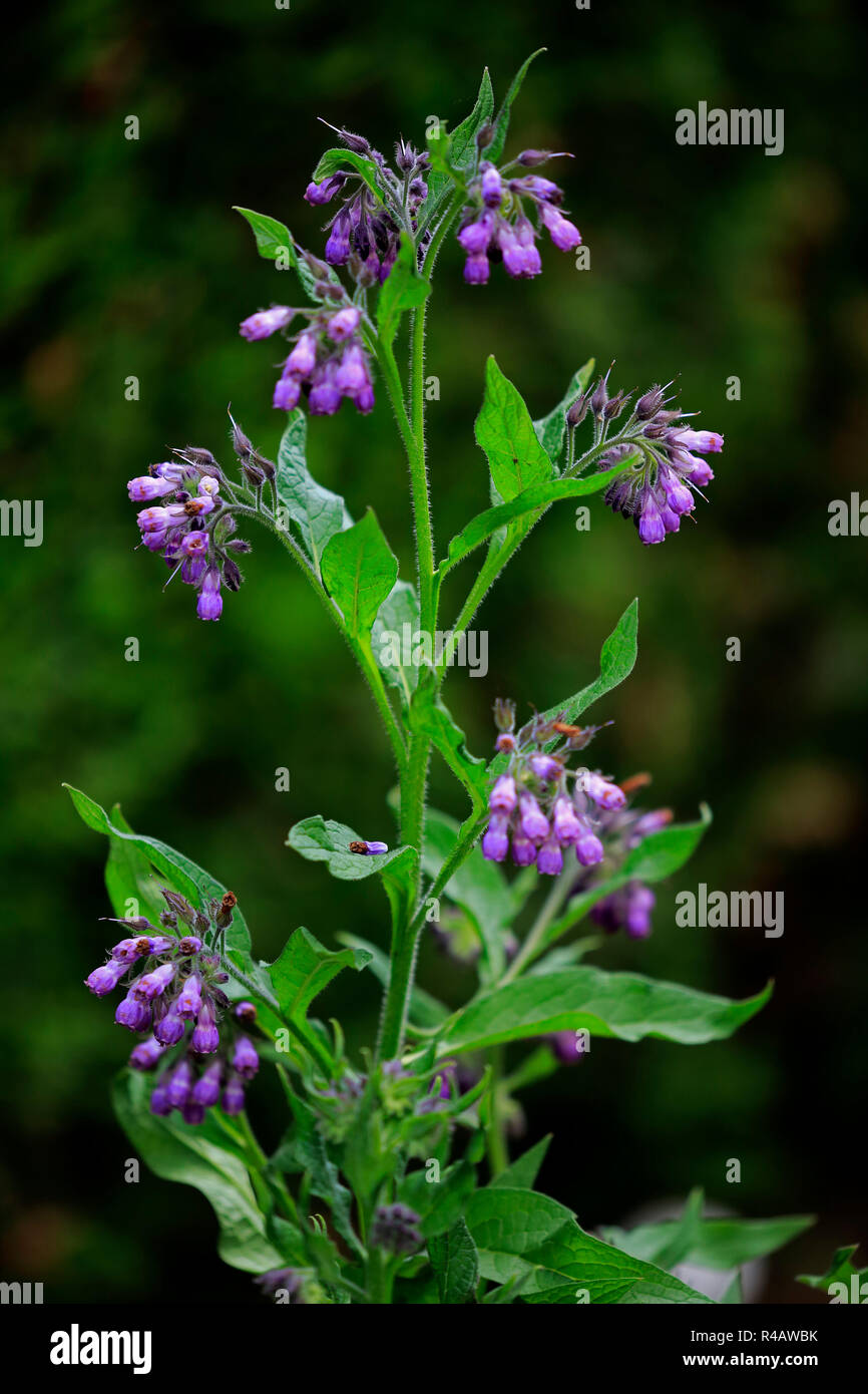 Consoude commun, l'Allemagne, l'Europe (Symphytum officinale) Banque D'Images