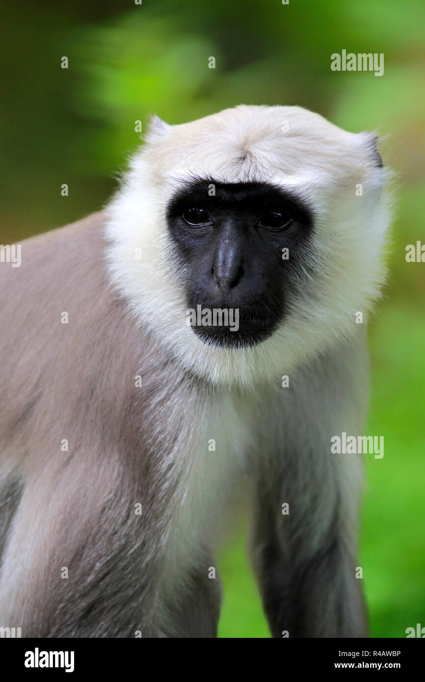 Gris des plaines du nord, l'Asie, l'Entelle (Semnopithecus animaux singe) Banque D'Images