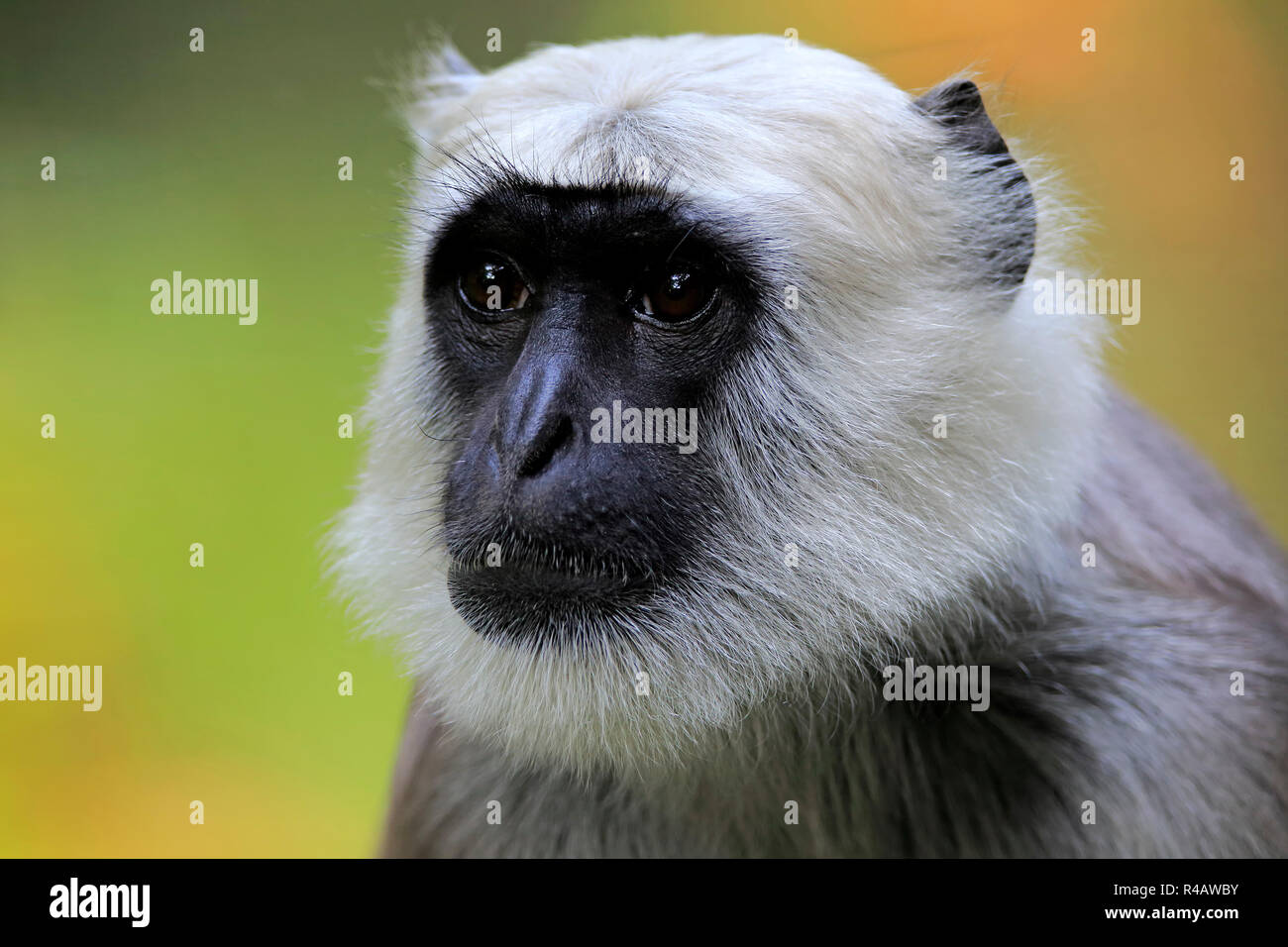 Gris des plaines du nord, l'Asie, l'Entelle (Semnopithecus animaux singe) Banque D'Images