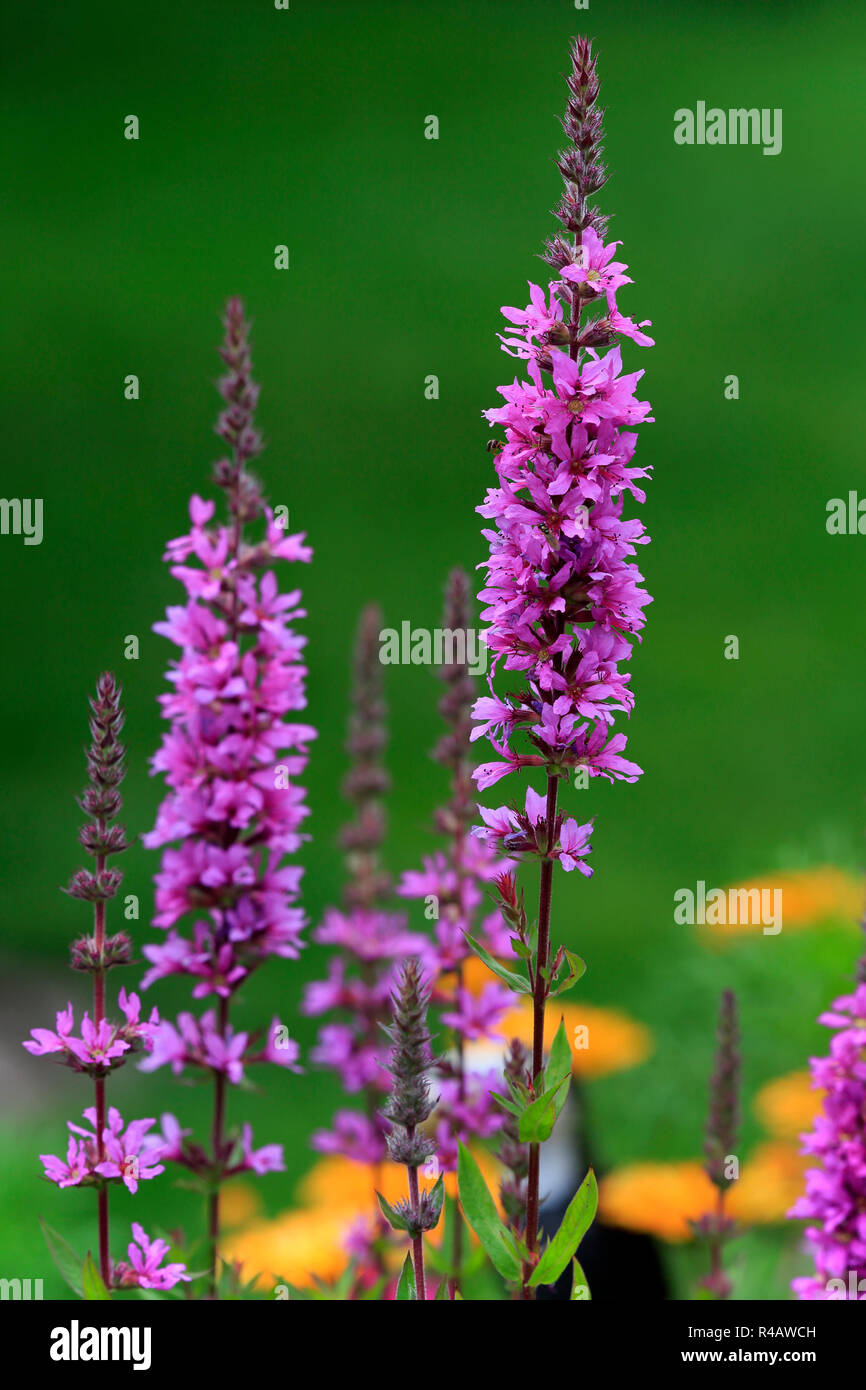La salicaire pourpre, l'Allemagne, l'Europe (Lythrum salicaria) Banque D'Images