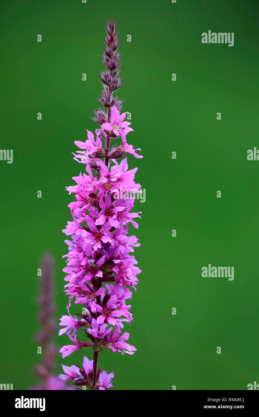 La salicaire pourpre, l'Allemagne, l'Europe (Lythrum salicaria) Banque D'Images