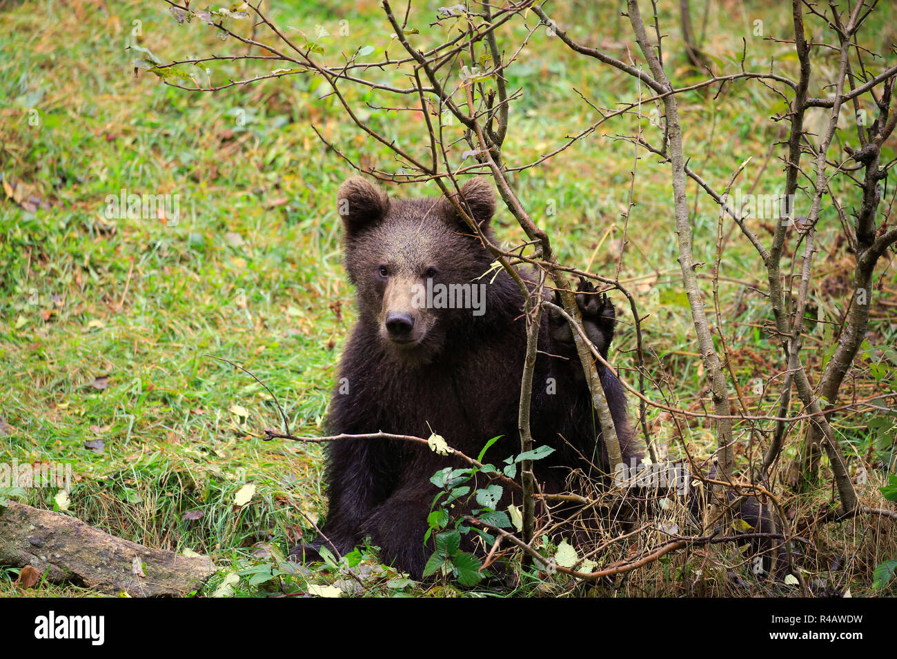Ours brun eurasien, les jeunes à l'automne, le Parc National de la forêt de Bavière, Allemagne, Europe, (Ursus arctos arctos) Banque D'Images