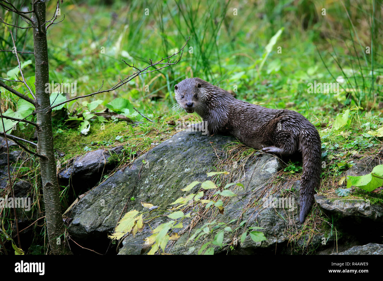 La loutre eurasienne, Parc National de la forêt de Bavière, Allemagne, Europe, (Lutra lutra) Banque D'Images