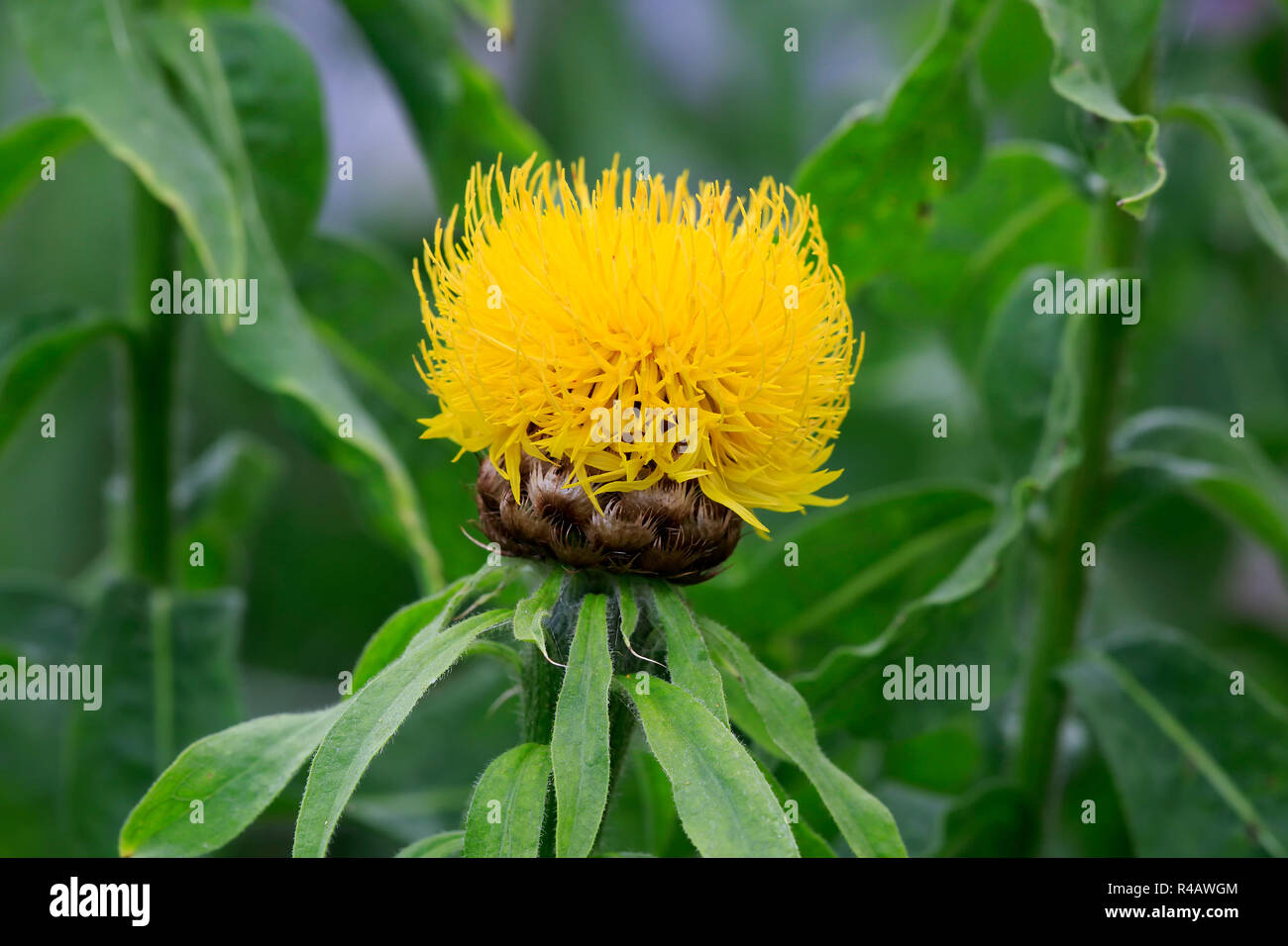 Panier arménienne fleur, l'Allemagne, l'Europe (Centaurea macrocephala) Banque D'Images