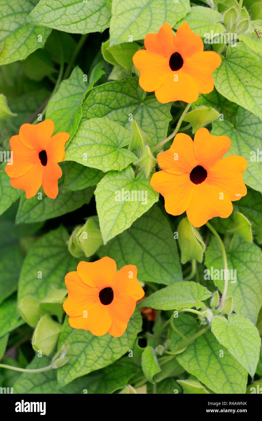 Black Eyed Susan, l'Allemagne, l'Europe (Thunbergia alata) Banque D'Images