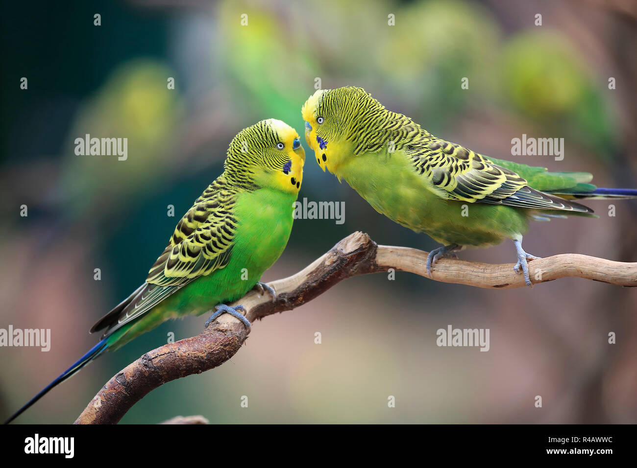 Perruche ondulée, les mâles adultes, en Australie, (Melopsittacus undulatus) Banque D'Images