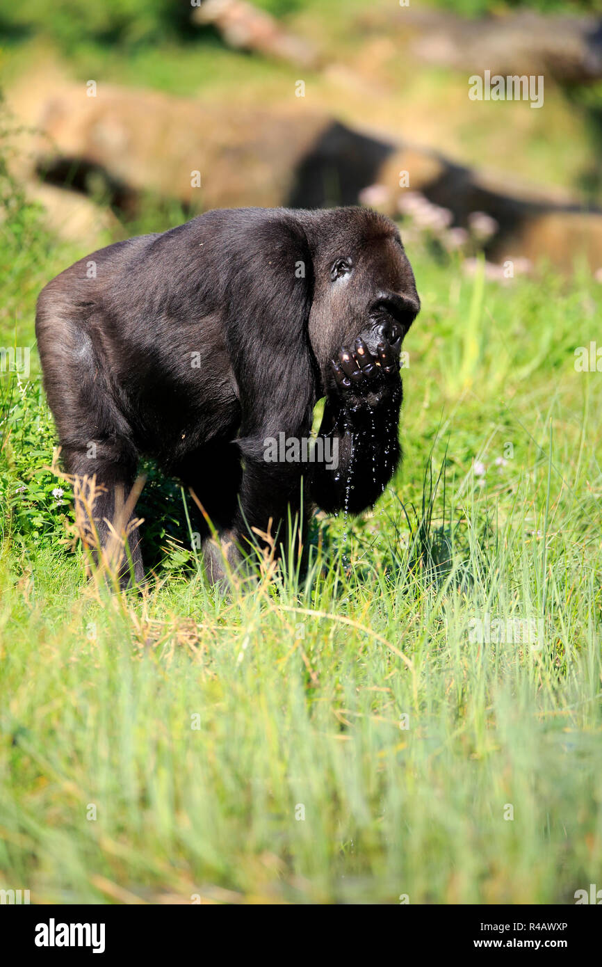 Gorille de plaine de l'Ouest, de l'eau à des hommes adultes, de boire, de l'Afrique, (Gorilla gorilla gorilla) Banque D'Images