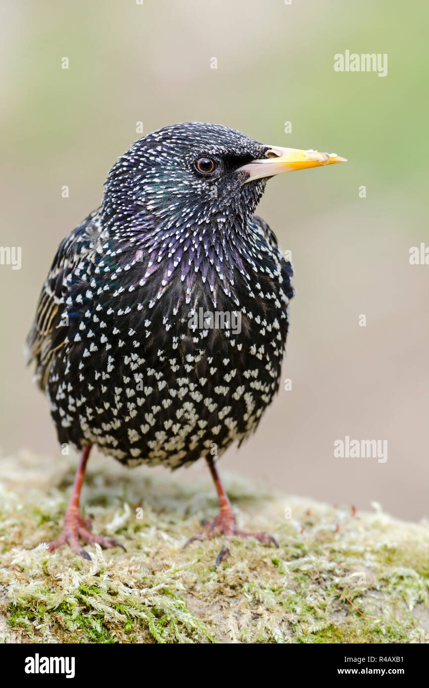 Étourneau sansonnet, Basse-Saxe, Allemagne, (Sturnus vulgaris) Banque D'Images