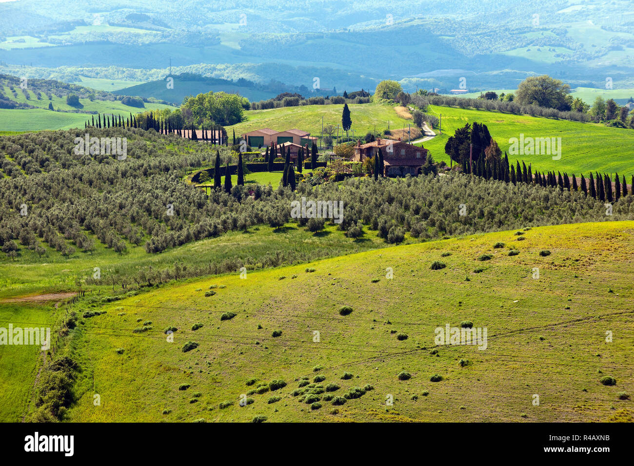 Toscane paysage avec cyprès et oliviers, Toscane, Italie, Europe, (Cupressus sempervirens), (Olea europaea) Banque D'Images