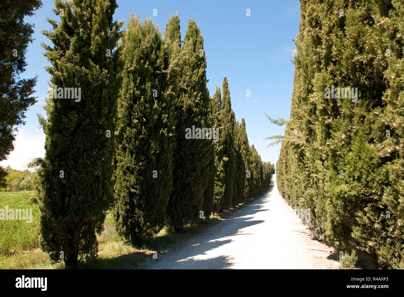 Avenue de cyprès, cyprès, Toscane, Italie, Europe, (Cupressus sempervirens) Banque D'Images