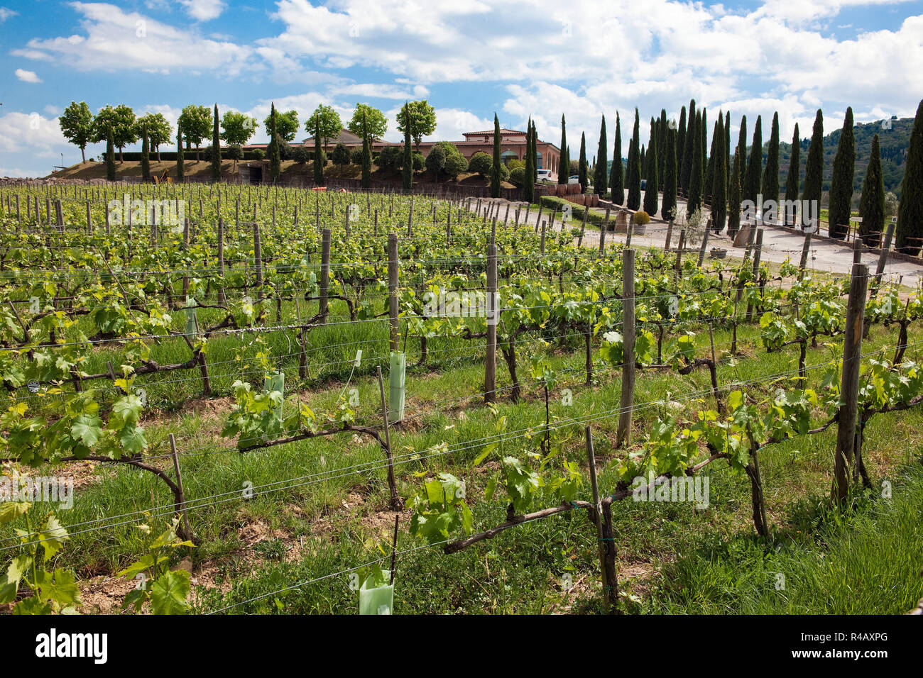 Vignoble et cyprès, Toscane, Italie, Europe, (Cupressus sempervirens) Banque D'Images