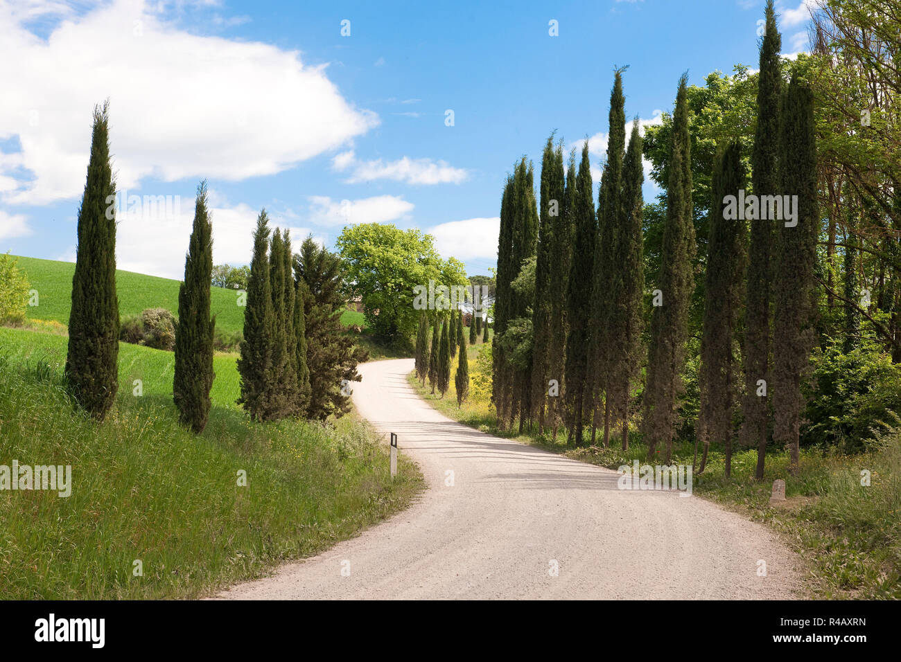 Country Road, cyprès, Toscane, Italie, Europe, (Cupressus sempervirens) Banque D'Images