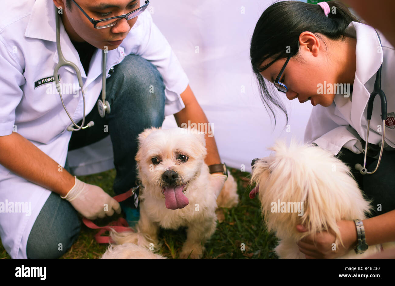 Les médecins vétérinaires examiner Shih Tzu chien à une clinique vétérinaire. Banque D'Images