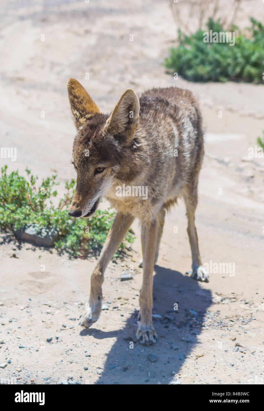 Coyote manette en route en zone désertique. Banque D'Images