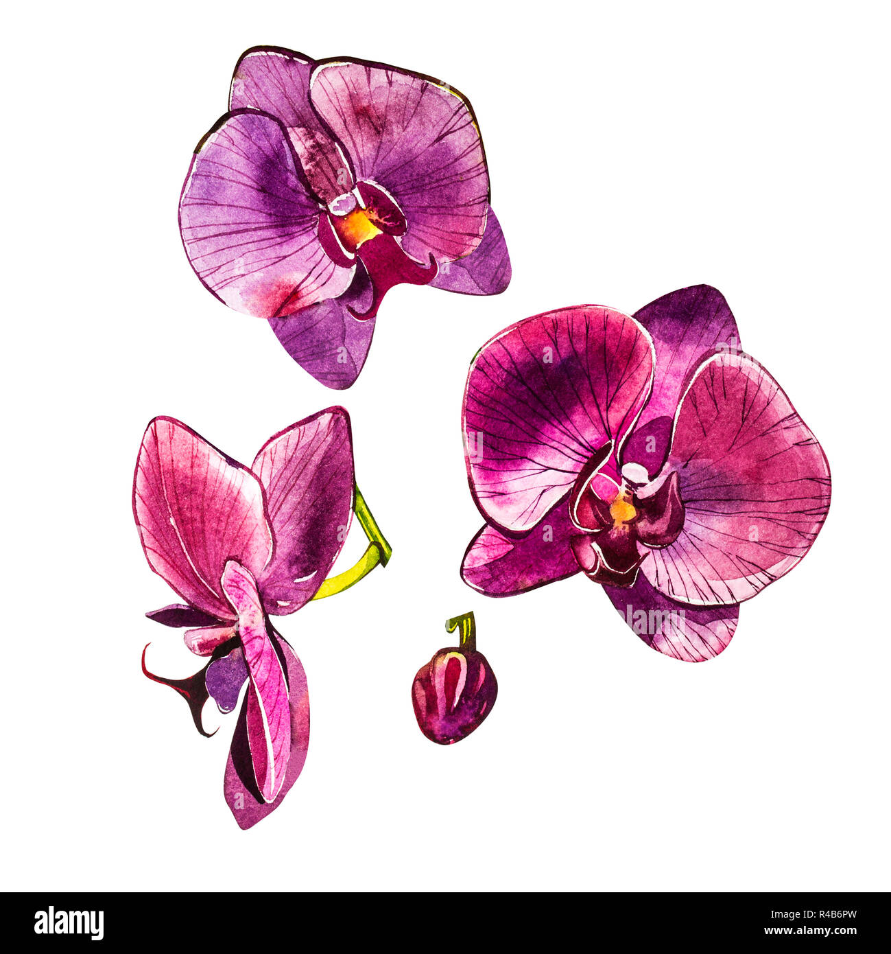 Direction générale de l'orchidée aquarelle, fleurs à la main illustration  isolé sur un fond blanc. Aquarelle botanique flore illustration, peinture,  dessin à la main Photo Stock - Alamy