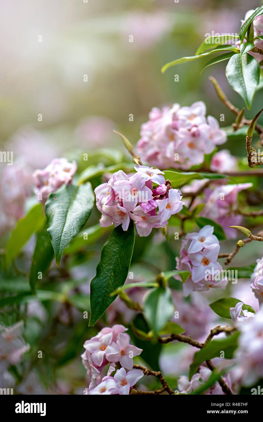 Image en gros plan de la belle du printemps, des fleurs roses de Daphné bholua Postill 'Jacqueline' ou 'Jacqueline' Postill daphné un arbuste à fleurs de printemps. Banque D'Images