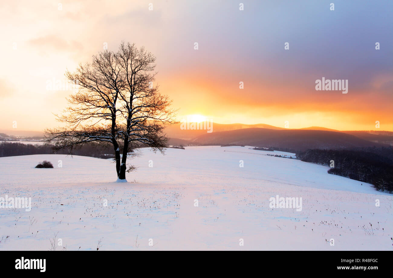 Arbre seul en hiver lever du soleil - nature paysage Banque D'Images