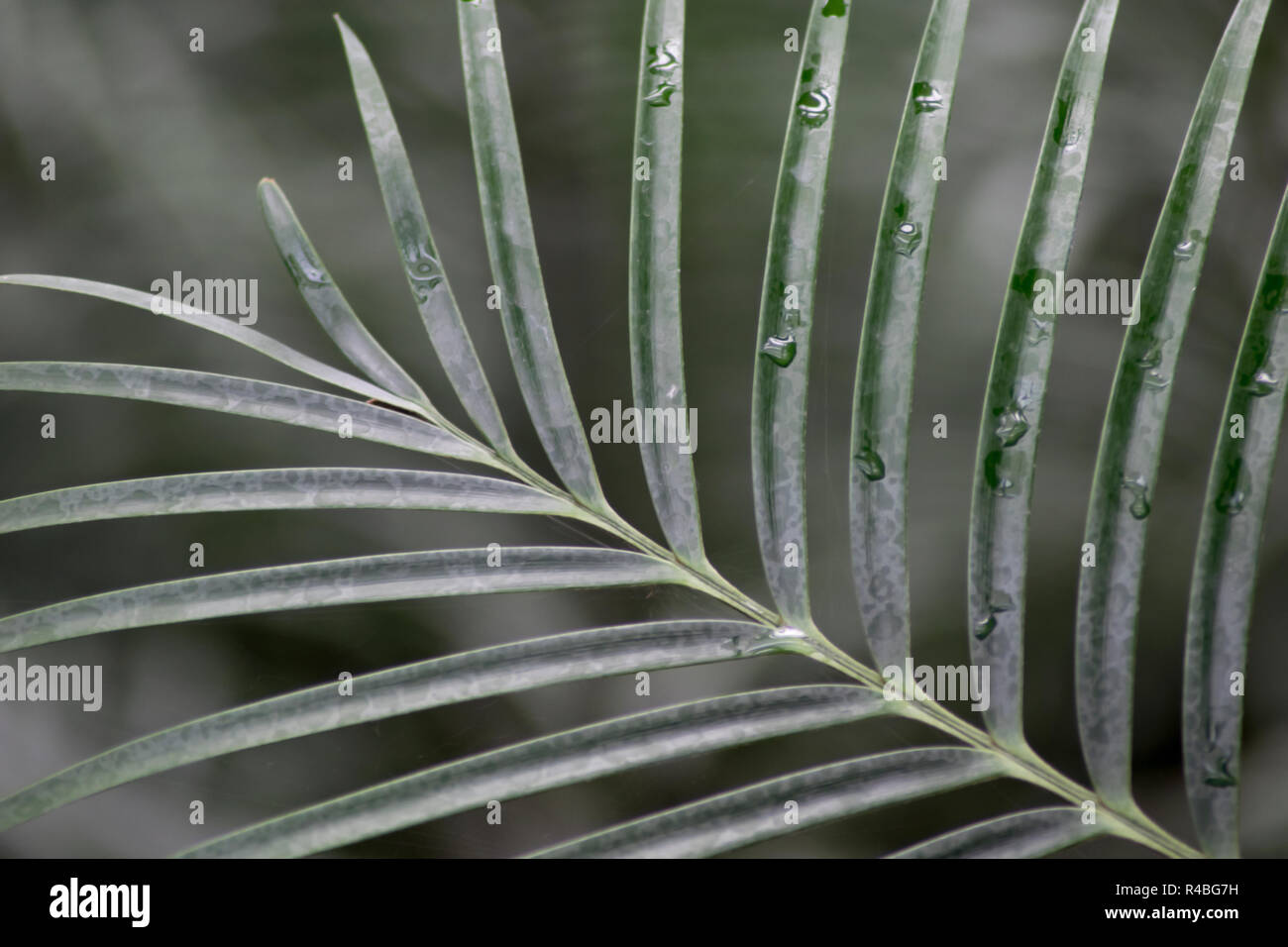 Libre coup de feuilles de palmier Banque D'Images