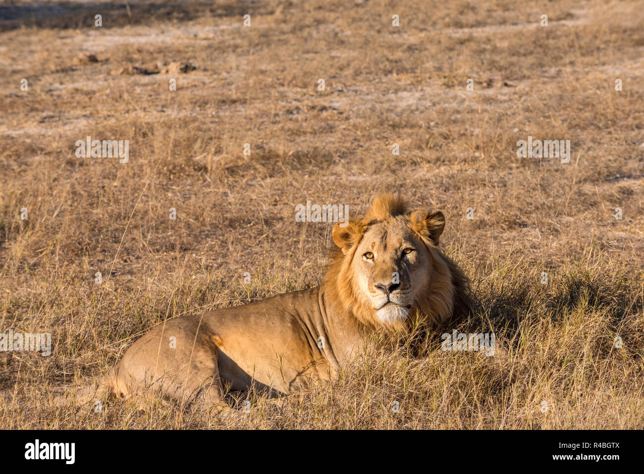 Un grand mâle lion vu dans le parc national de Hwange au Zimbabwe. Banque D'Images