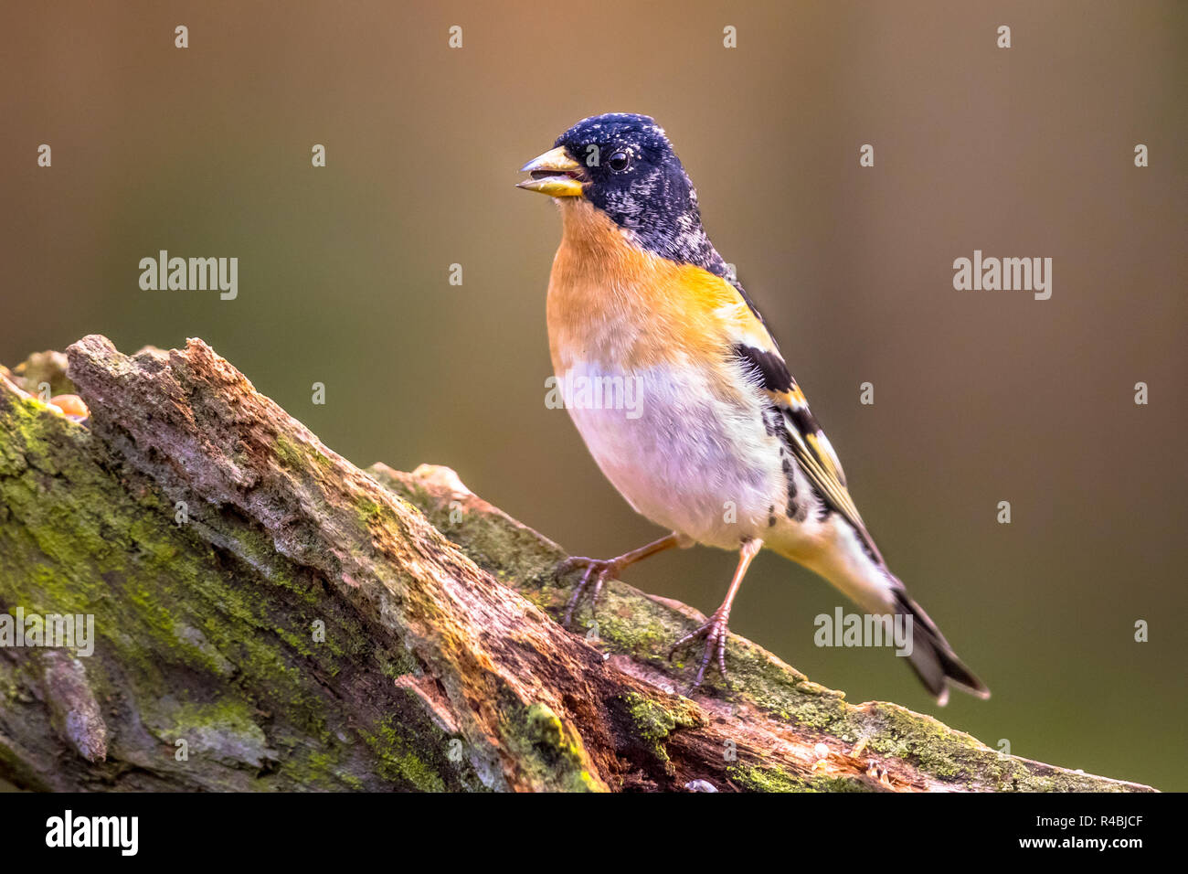 Pinson du nord (Fringilla montifringilla) oiseau sur branche avec arrière-plan flou Banque D'Images